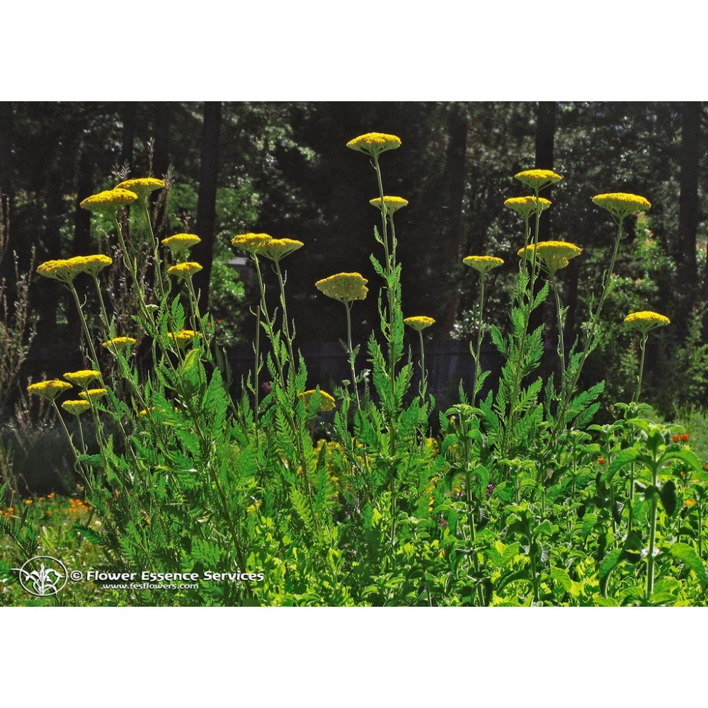 Essenza Singola Californiana FES - Golden Yarrow (Achillea filipendulina) 7,4 ml