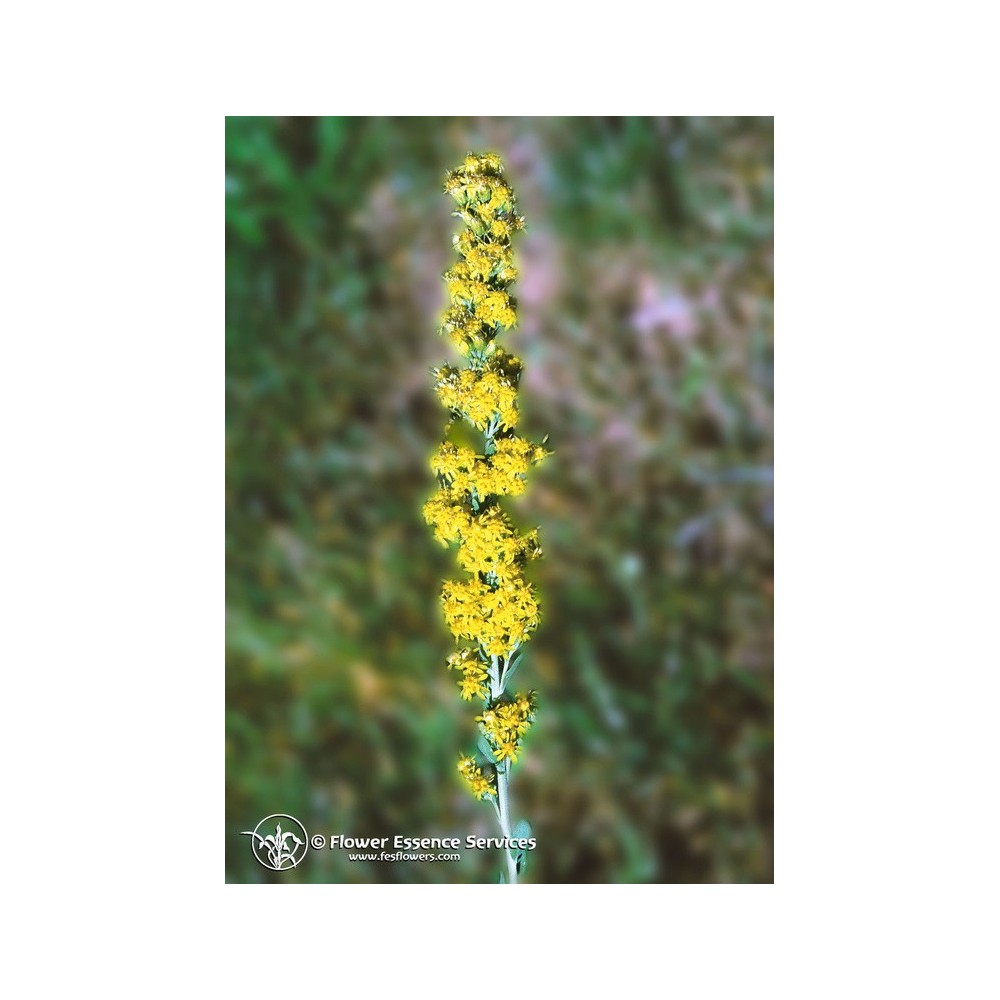 Californian Single Essence FES - Goldenrod (Solidago californica) 7.4 ml