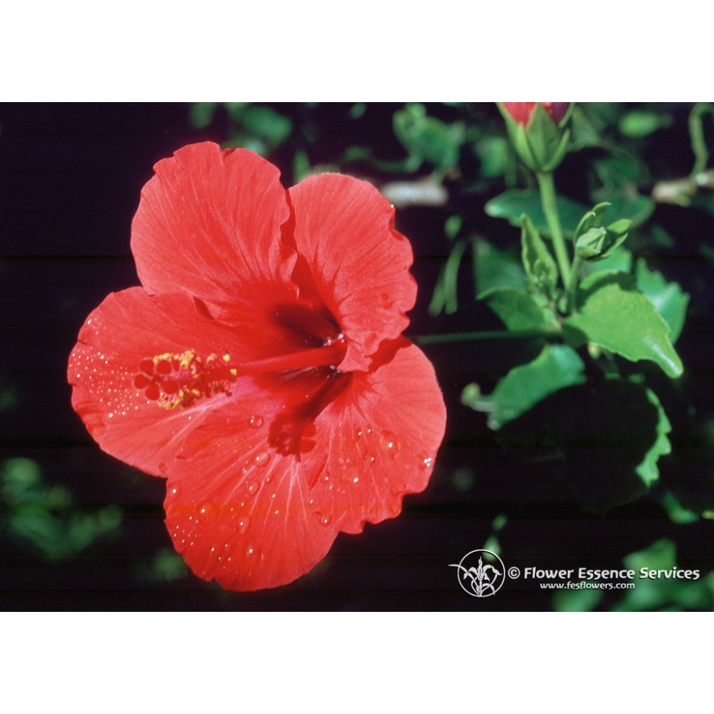 Essenza Singola Californiana FES - Hibiscus (Hibiscus rosa-sinensis) 7,4 ml