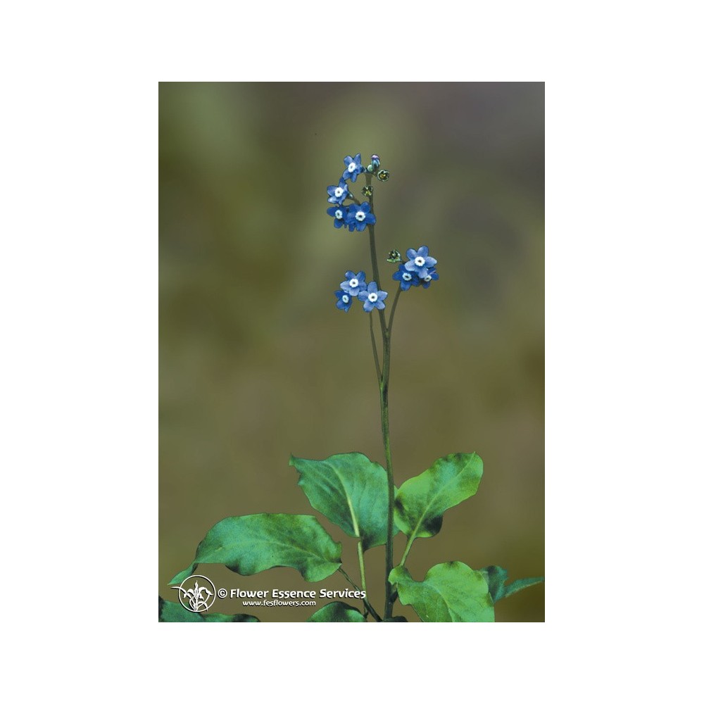 Esencia única californiana FES - Lengua de perro (Cynoglossum grande) 7,4 ml