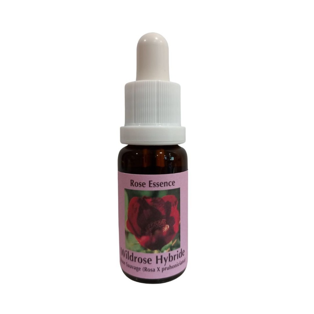 Hybride Rosa Silvestre (Rosa X pruhoniciana) 15 ml