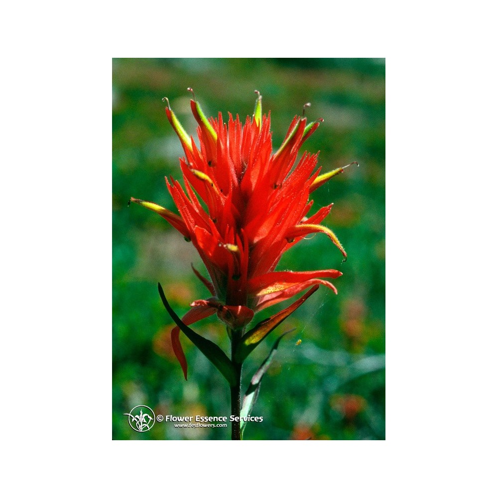 Essenza Singola Californiana FES - Indian Paintbrush (Castilleja miniata) 7,4 ml