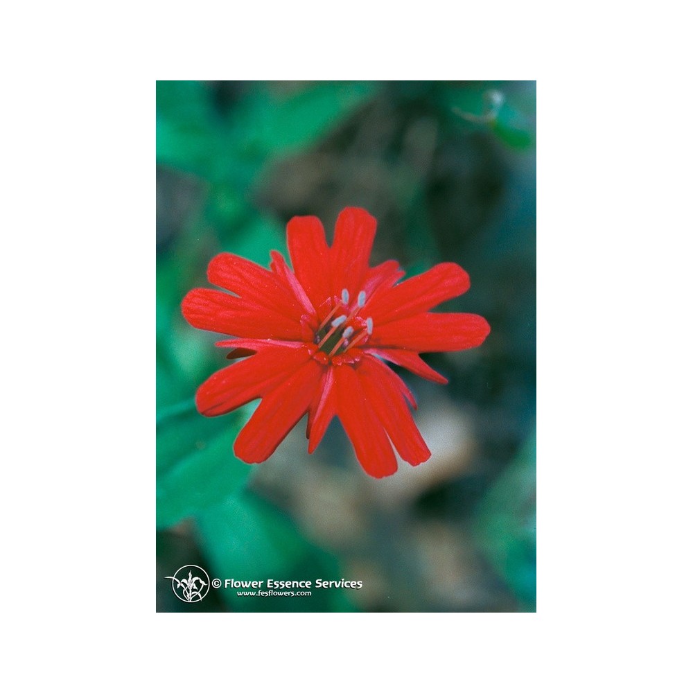 Essenza Singola Californiana FES - Indian Pink (Silene californica) 7,4 ml