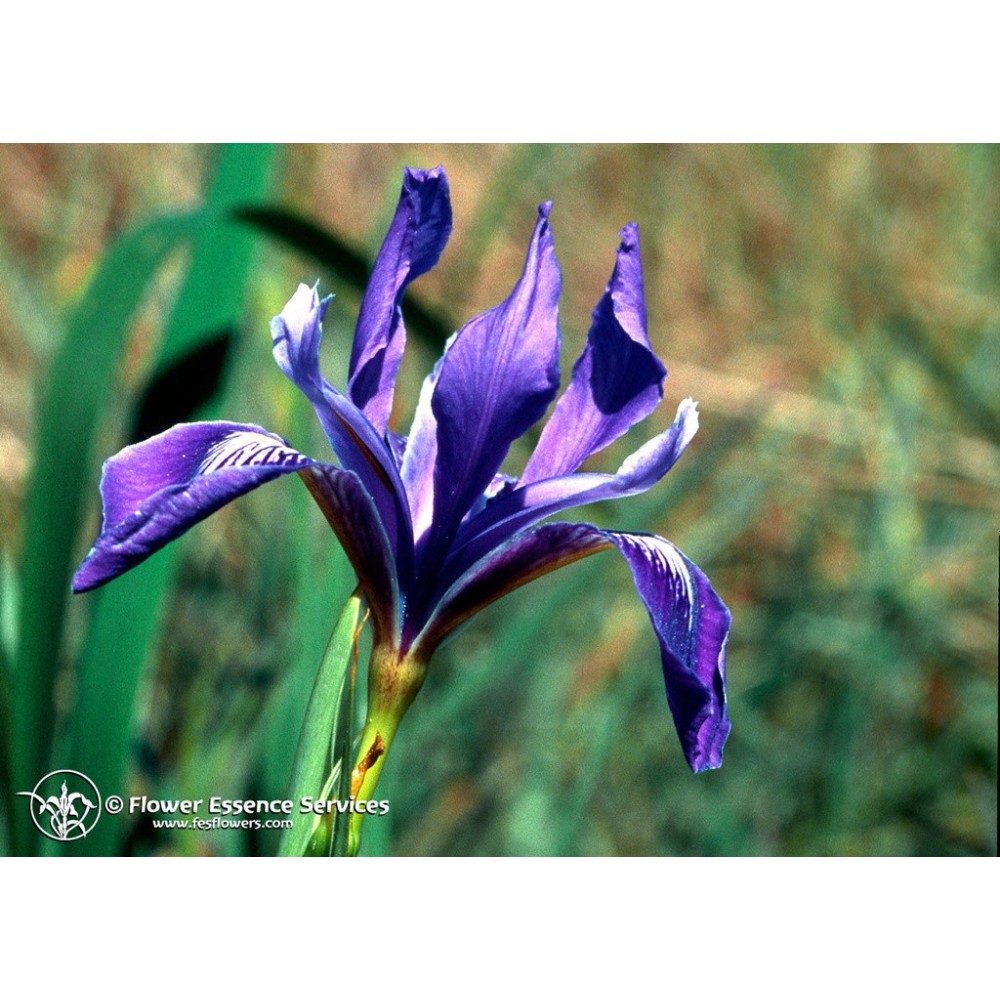 Esencia única californiana FES - Iris (Iris douglasiana) 7,4 ml