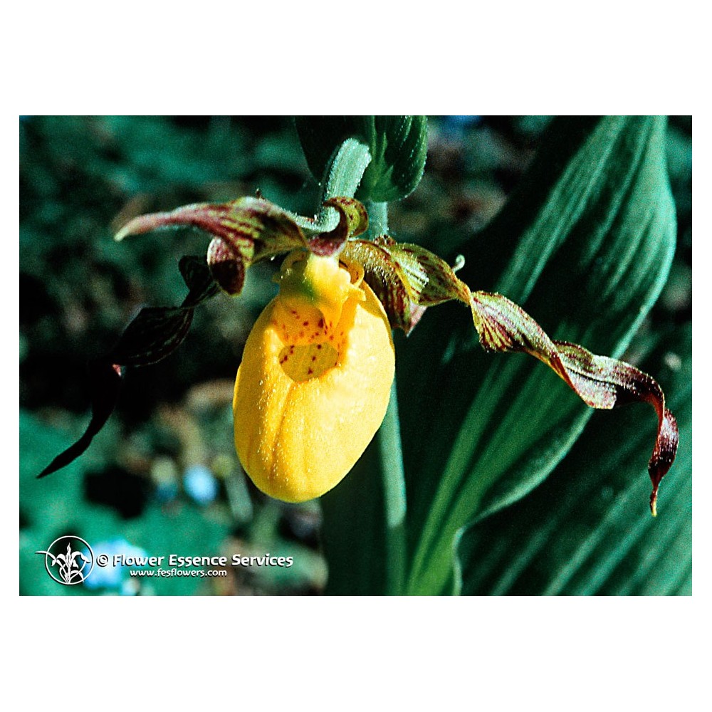 Essenza Singola Californiana FES - Lady's Slipper (Cypripedium parviflorum e Cypripedium reginae) 7,4 ml