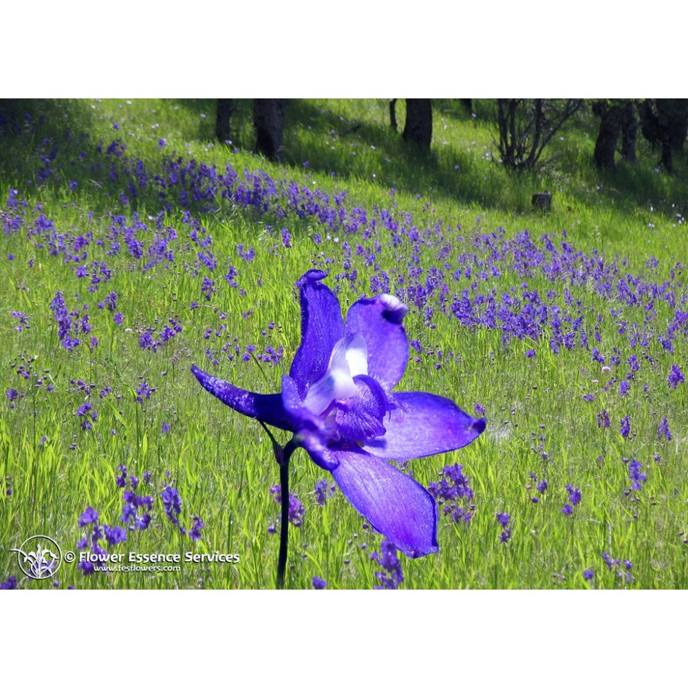 Essence unique californienne FES - Pied d'alouette (Delphinium nuttallianum) 7,4 ml