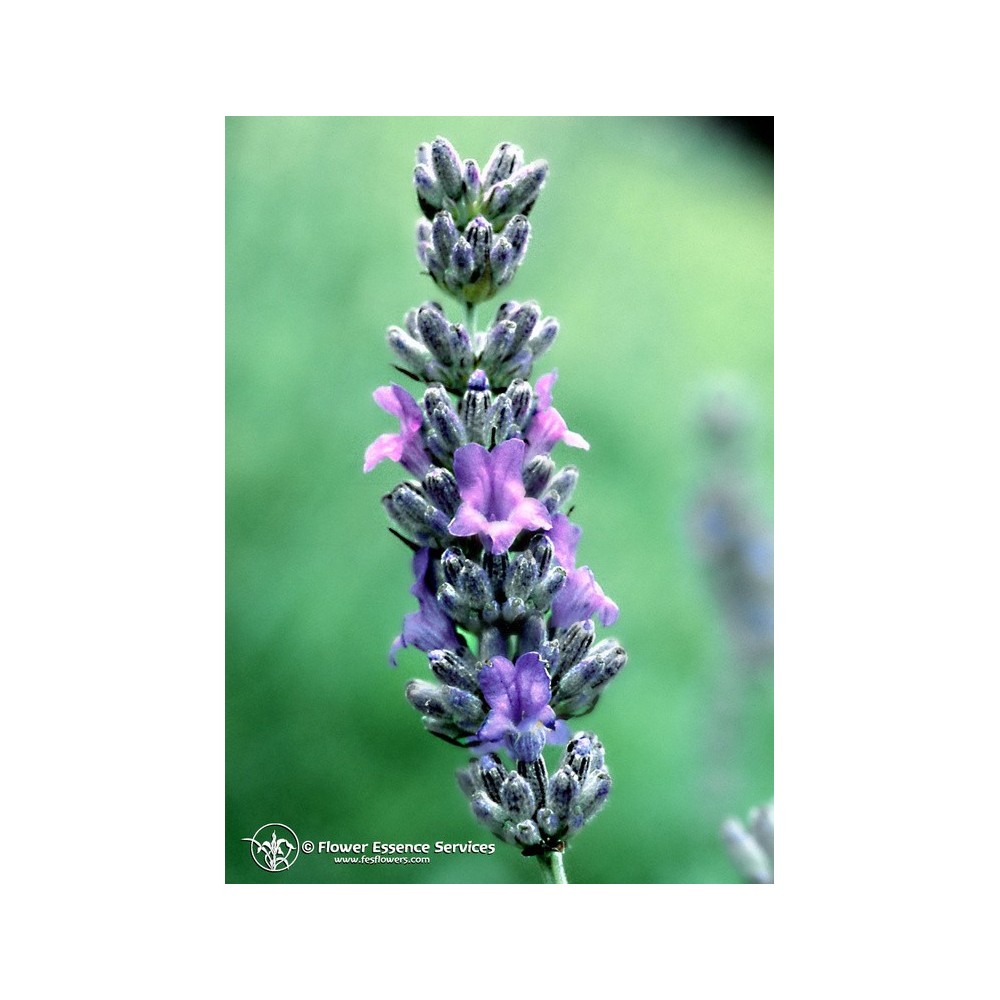 Californian Single Essence FES - Lavender (Lavandula officinalis) 7.4 ml