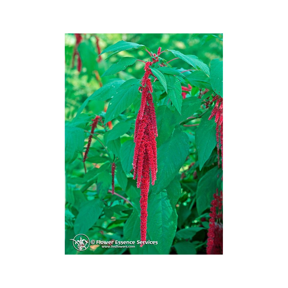 Esencia única californiana FES - Love Lies Bleeding (Amaranthus caudatus) 7,4 ml