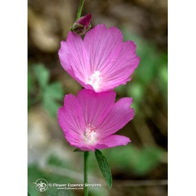 FES Californian Single Essence - Mallow (Sidalcea glauscens) 7.4 ml