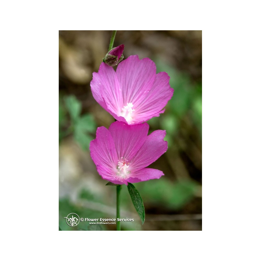 FES Californian Single Essence - Mallow (Sidalcea glauscens) 7.4 ml