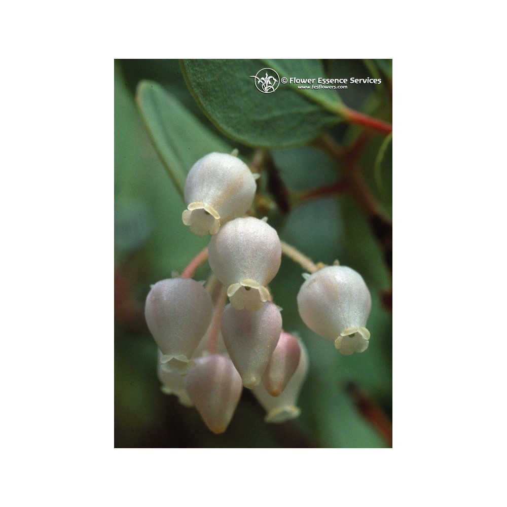 FES Californian Single Essence - Manzanita (Arctostaphylos viscida) 7.4 ml