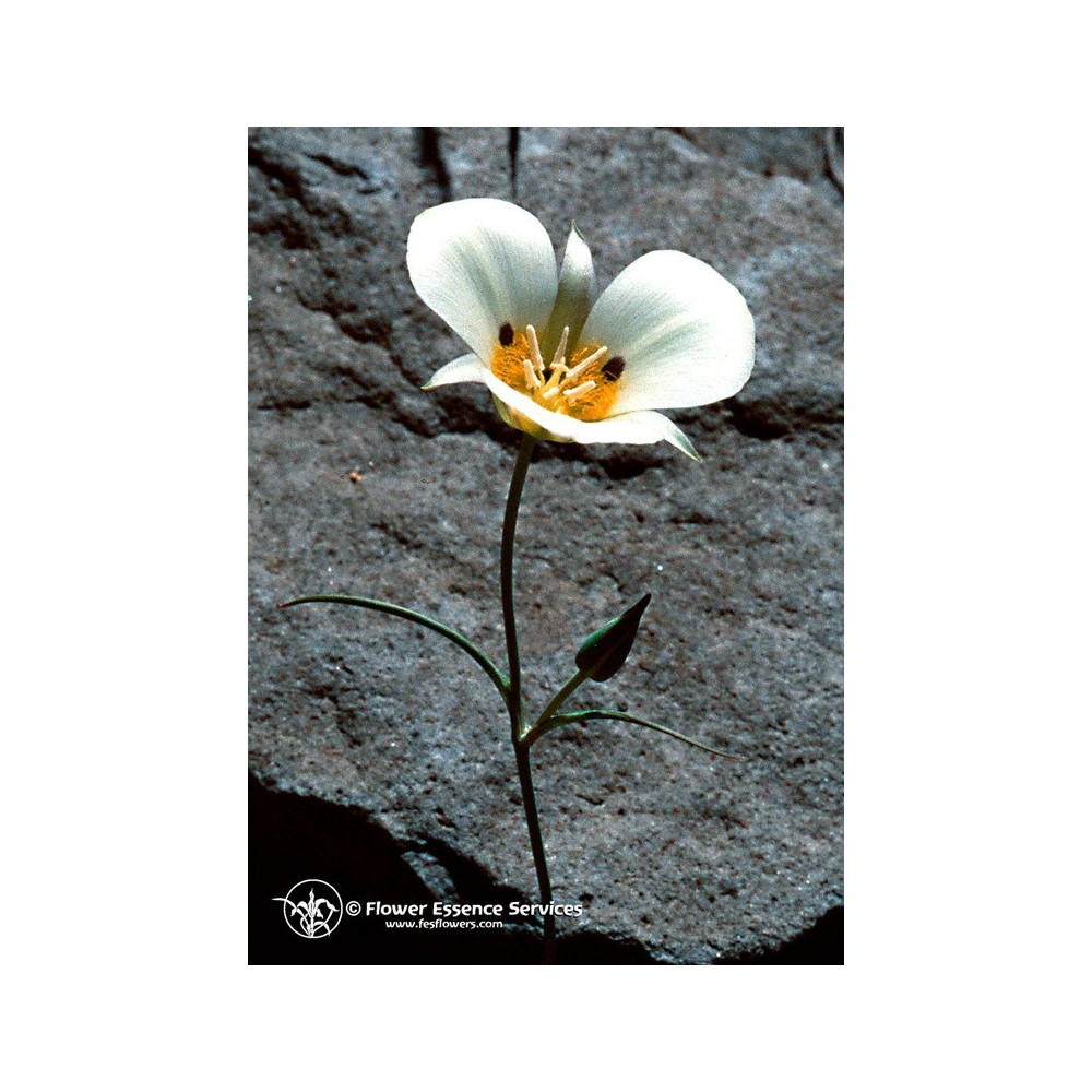 FES Californian Single Essence - Mariposa Lily (Calochortus leichtlinii) 7.4 ml