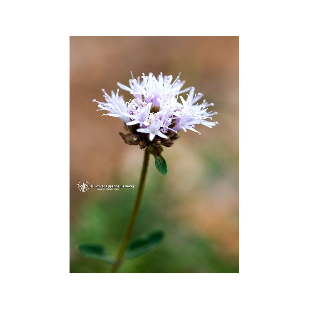 Esencia única californiana FES - Poleo de montaña (Monardella odoratissima) 7,4 ml