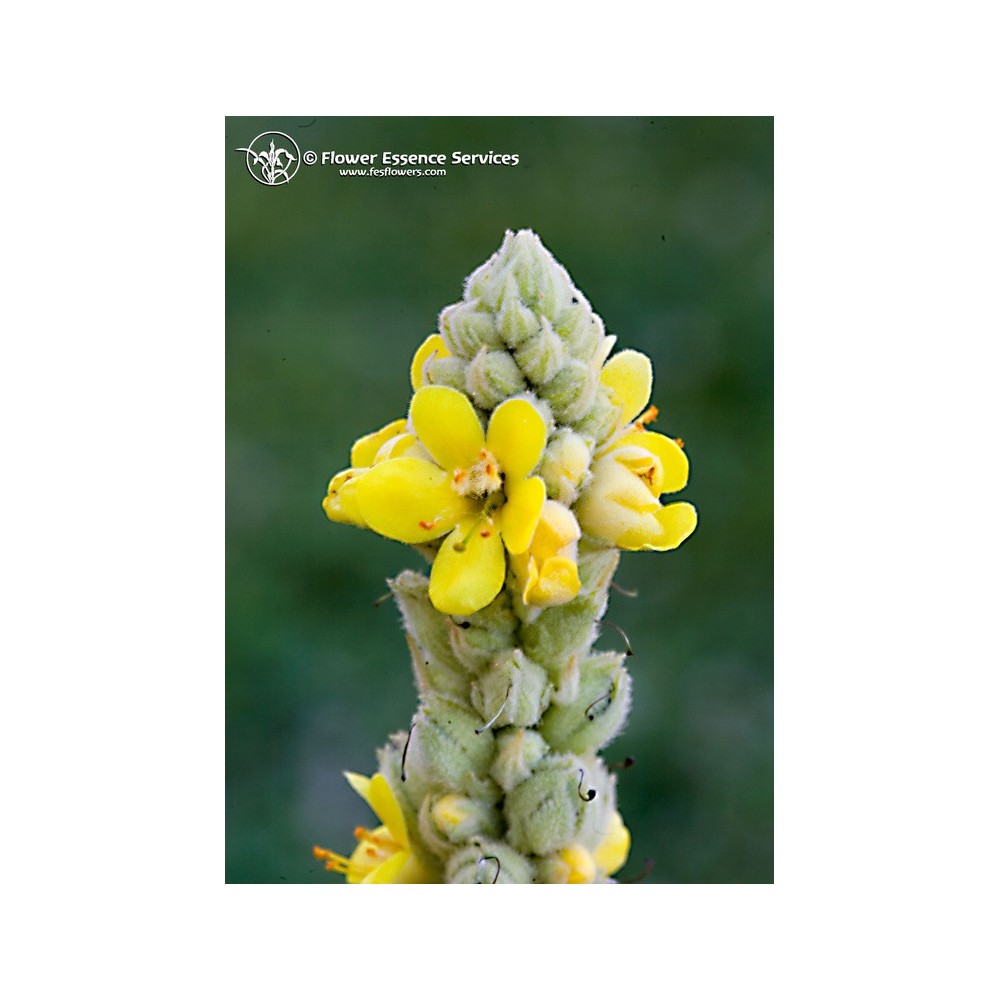 Essence Unique Californienne FES - Molène (Verbascum thapsus) 7,4 ml