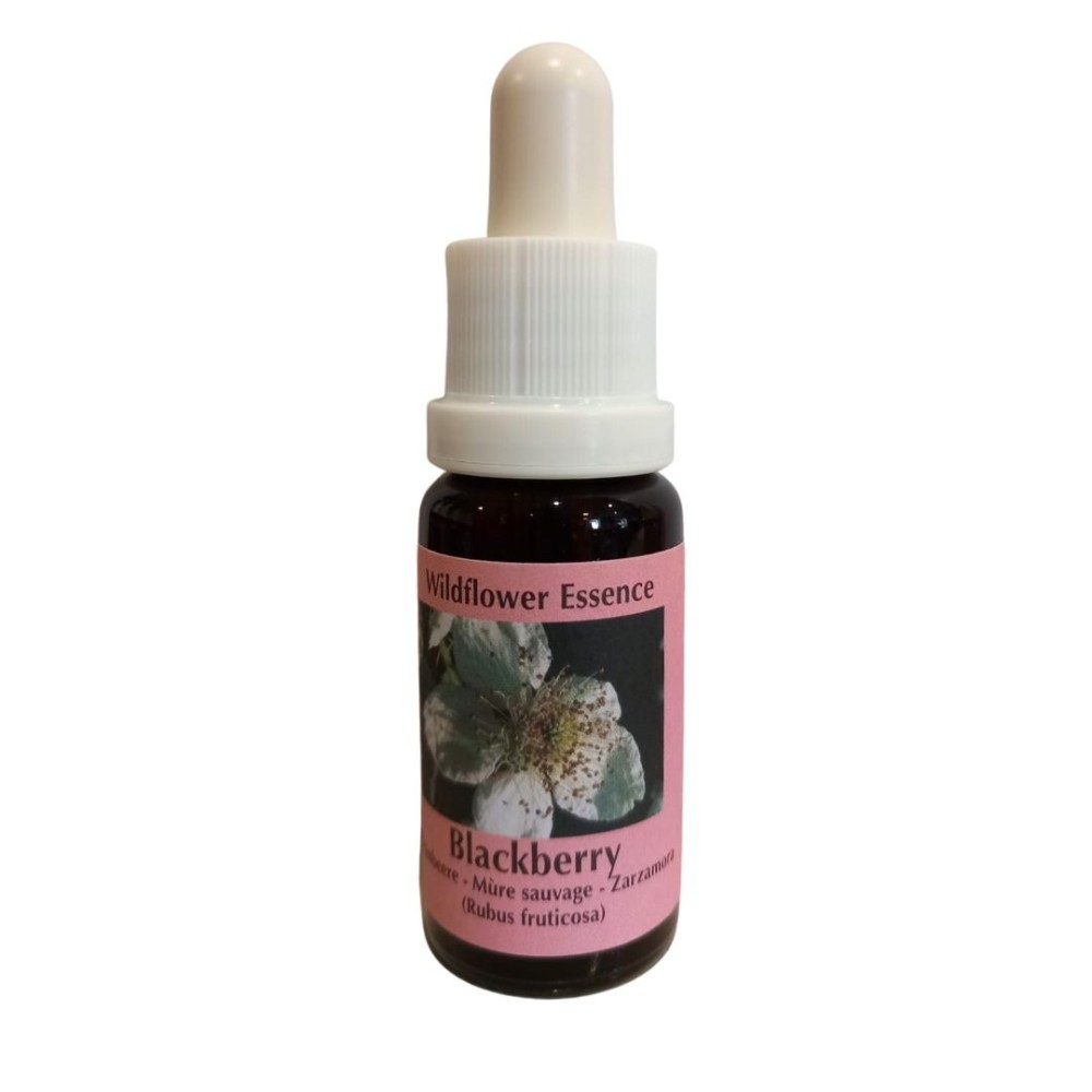 Brombeere (Brombeere) 15ml