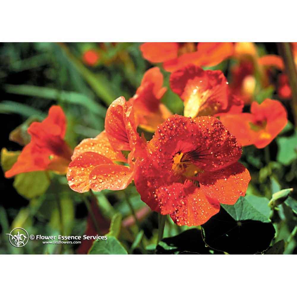 FES Californian Single Essence - Nasturtium (Tropaeolum majus) 7.4 ml