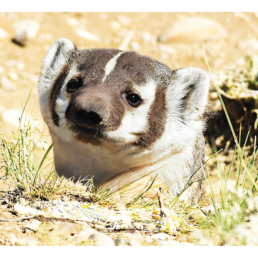 Fórmula compuesta de tierra salvaje - Badger Cub (Badger Cub) 30 ml