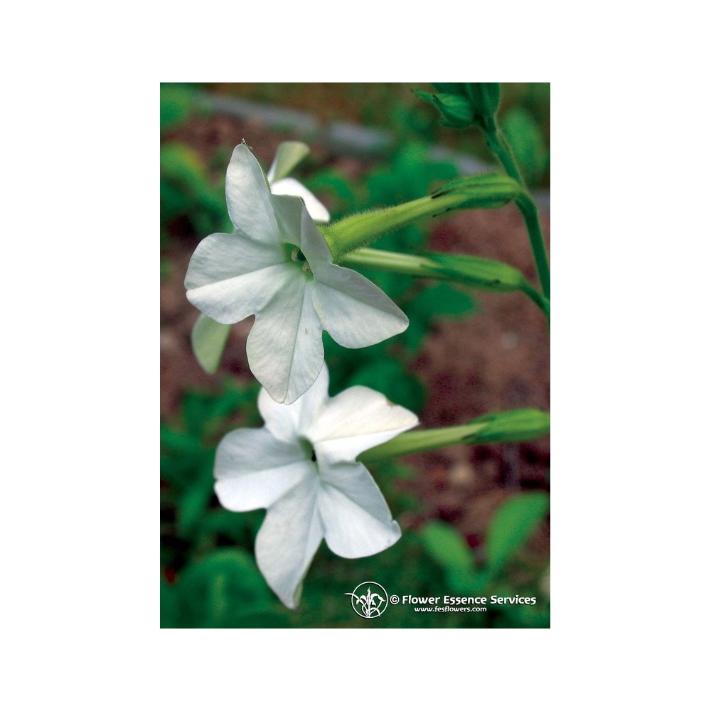 Californian Single Essence FES - Nicotiana (Nicotiana alata) 7.4 ml