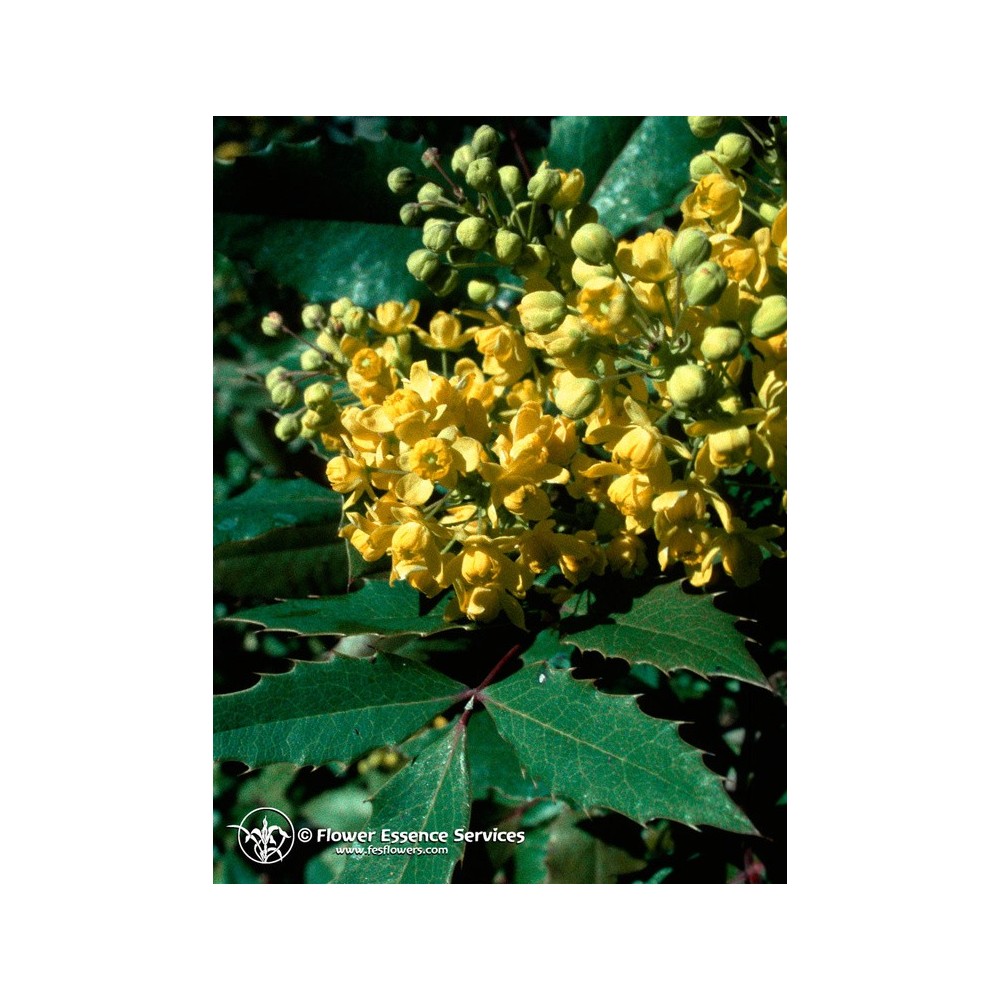 Essence Unique Californienne FES - Raisin d'Oregon (Berberis aquifolium) 7,4 ml