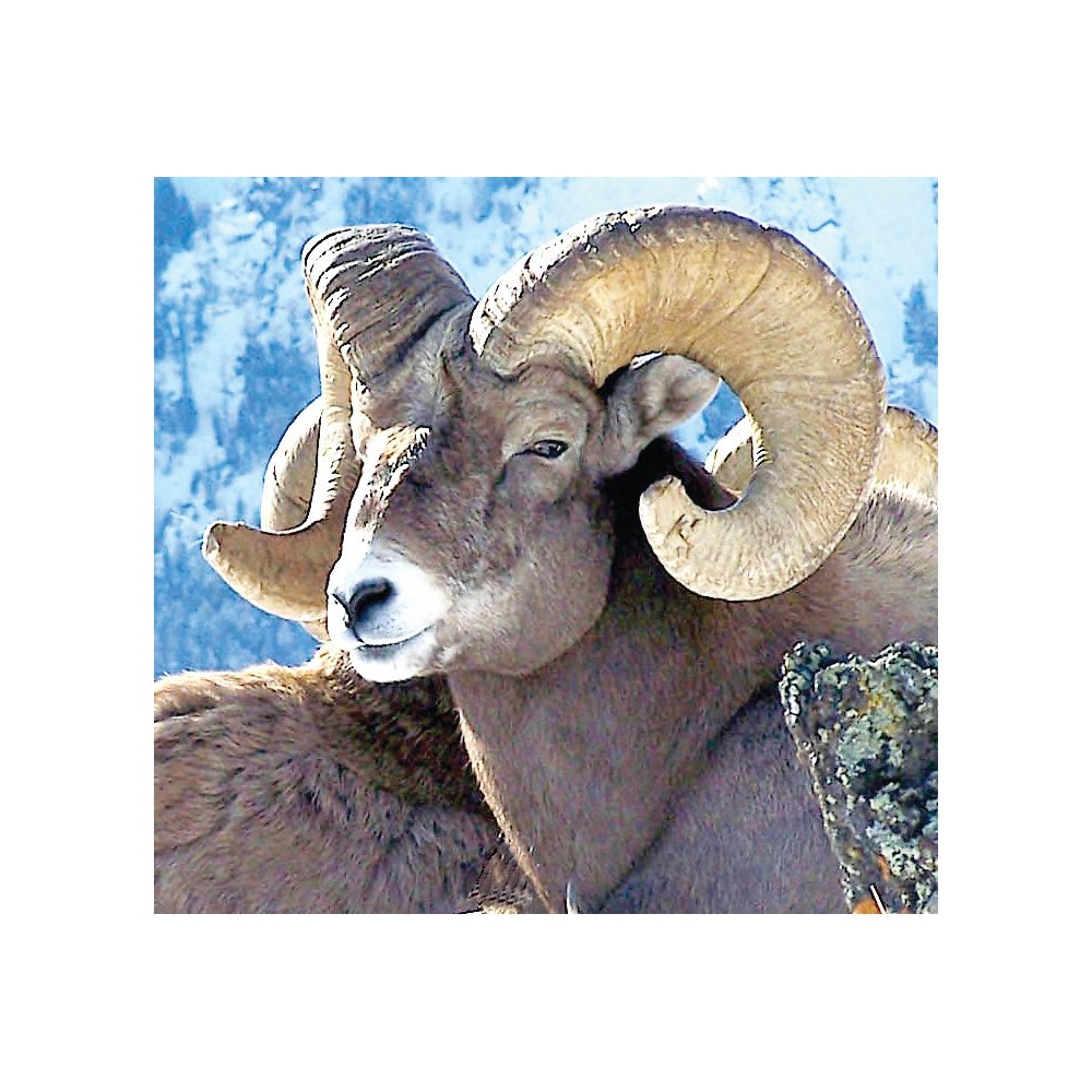 Wild Earth Single Essence – Bighorn (Rocky Mountain Sheep) 30 ml