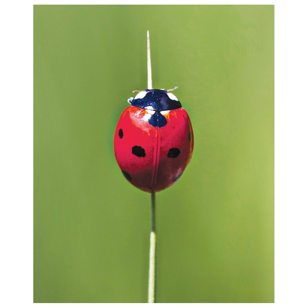 Esencia única Tierra Salvaje - Mariquita (Ladybug) 30 ml