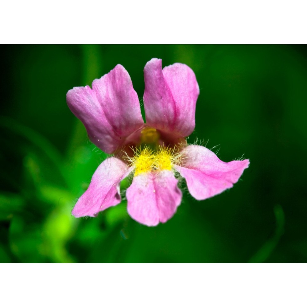 Esencia única californiana FES - Flor de mono rosa (Mimulus lewisii) 7,4 ml