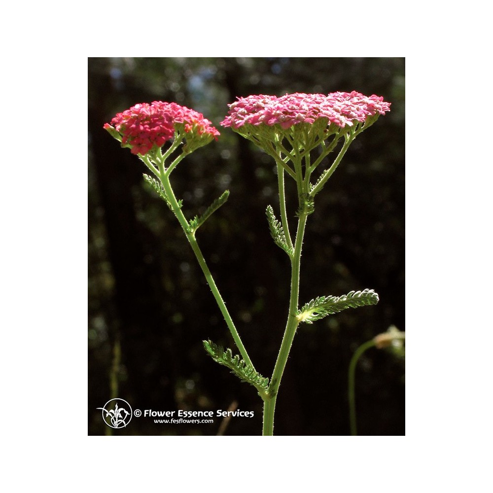 Essence unique californienne FES - Achillée millefeuille rose (Achillea millefolium) 7,4 ml