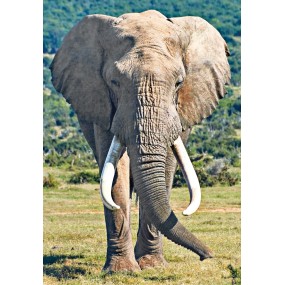 Wild Earth Essence Unique - Éléphant 30 ml