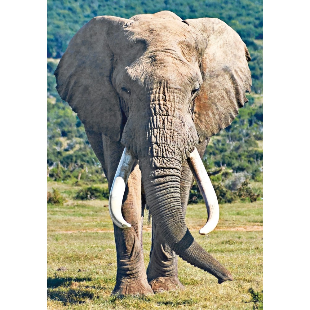 Wild Earth Essence Unique - Éléphant 30 ml