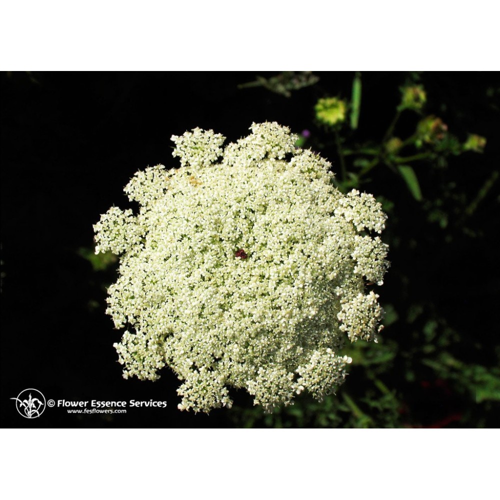 Esencia única californiana FES - Encaje de la Reina Ana (Daucus carota) 7,4 ml