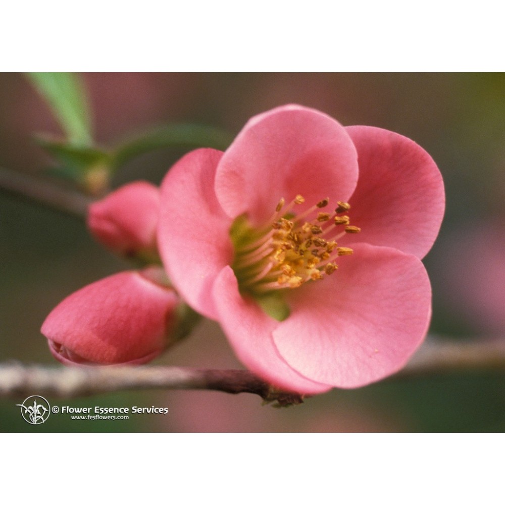 Esencia única californiana FES - Membrillo (Chaenomeles speciosa) 7,4 ml