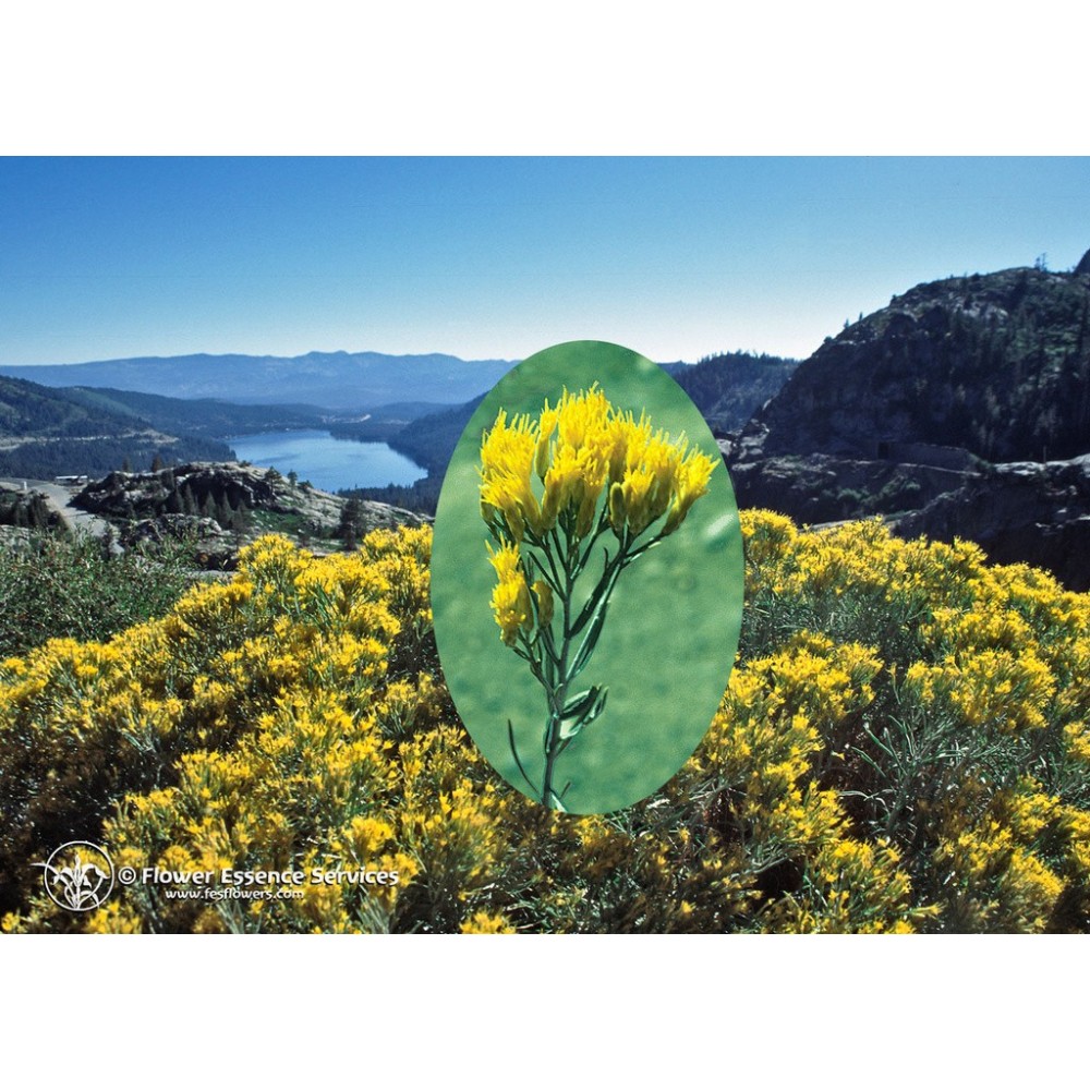 Essenza Singola Californiana FES - Rabbitbrush (Chrysothamnus nauseosus) 7,4 ml