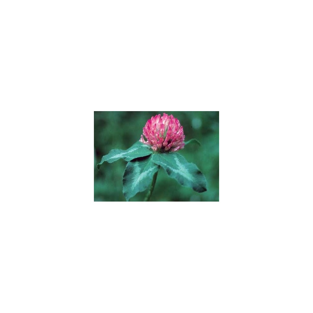 FES Californian Single Essence – Rotklee (Trifolium pratense) 7,4 ml