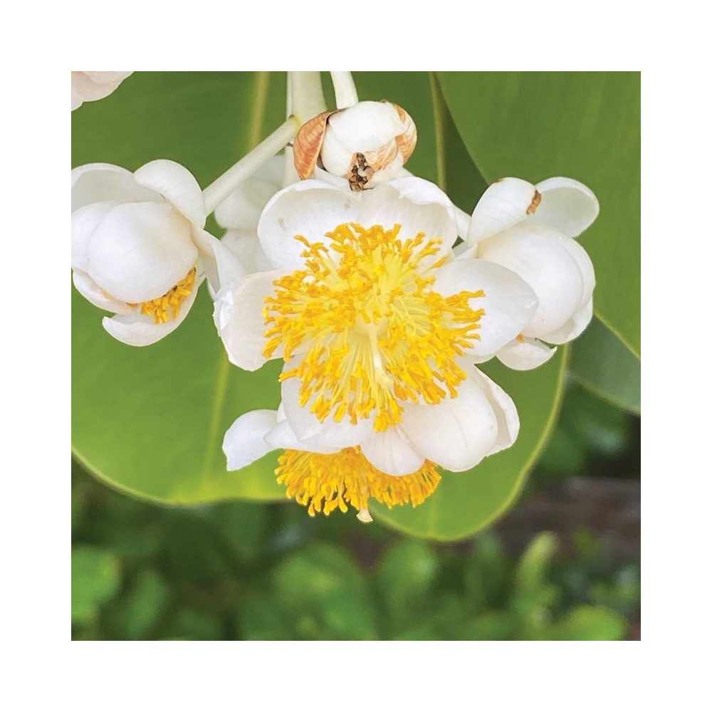 Einzelne Essenzen Australian Bush - Calophyllum 15 ml