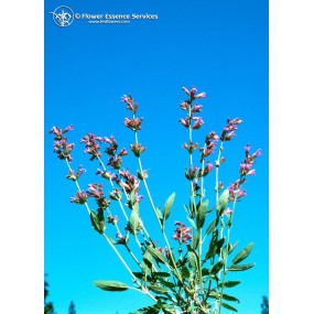 Essence Unique Californienne FES - Sauge (Salvia officinalis) 7,4 ml