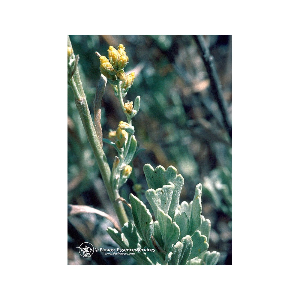 Esencia única californiana FES - Artemisa (Artemisia tridentata) 7,4 ml