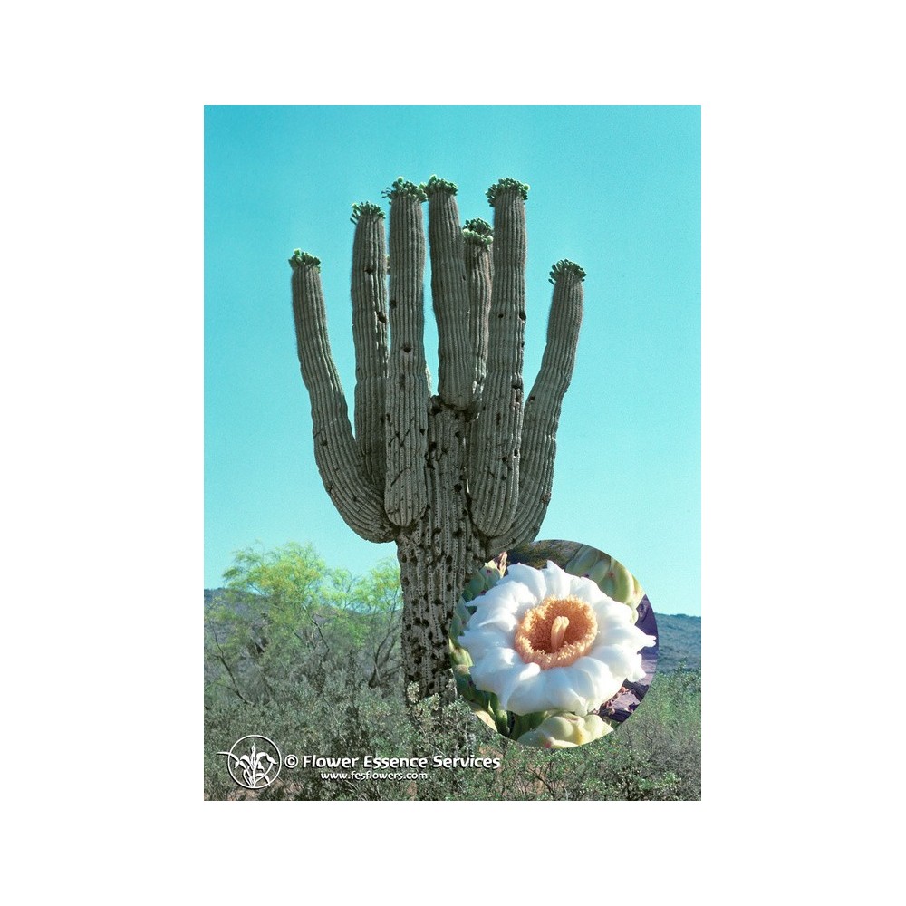 Essenza Singola Californiana FES - Saguaro (Carnegiea giganteus) 7,4 ml