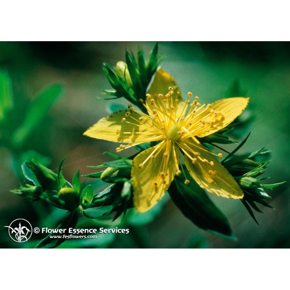 FES Californian Single Essence - Saint John's Wort (Hypericum perforatum) 7.4 ml