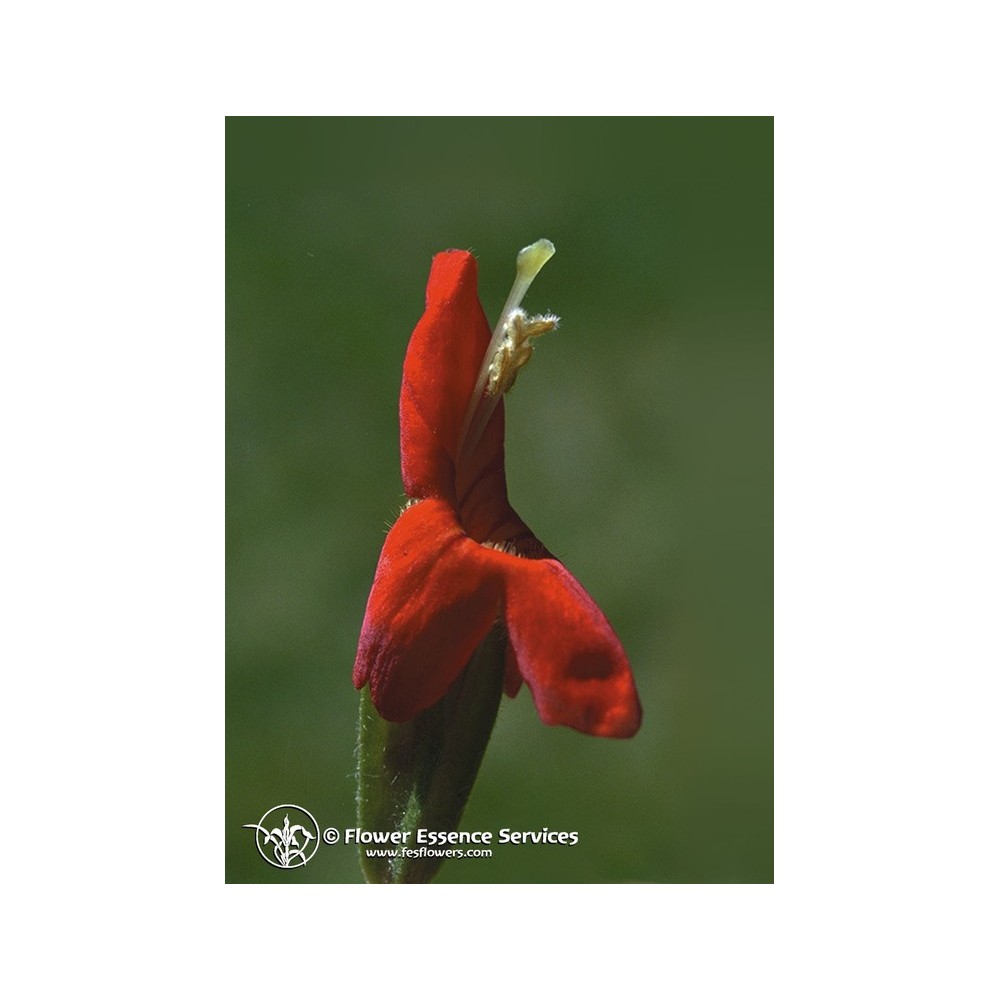 Esencia única californiana FES - Flor de mono escarlata (Mimulus cardinalis) 7,4 ml