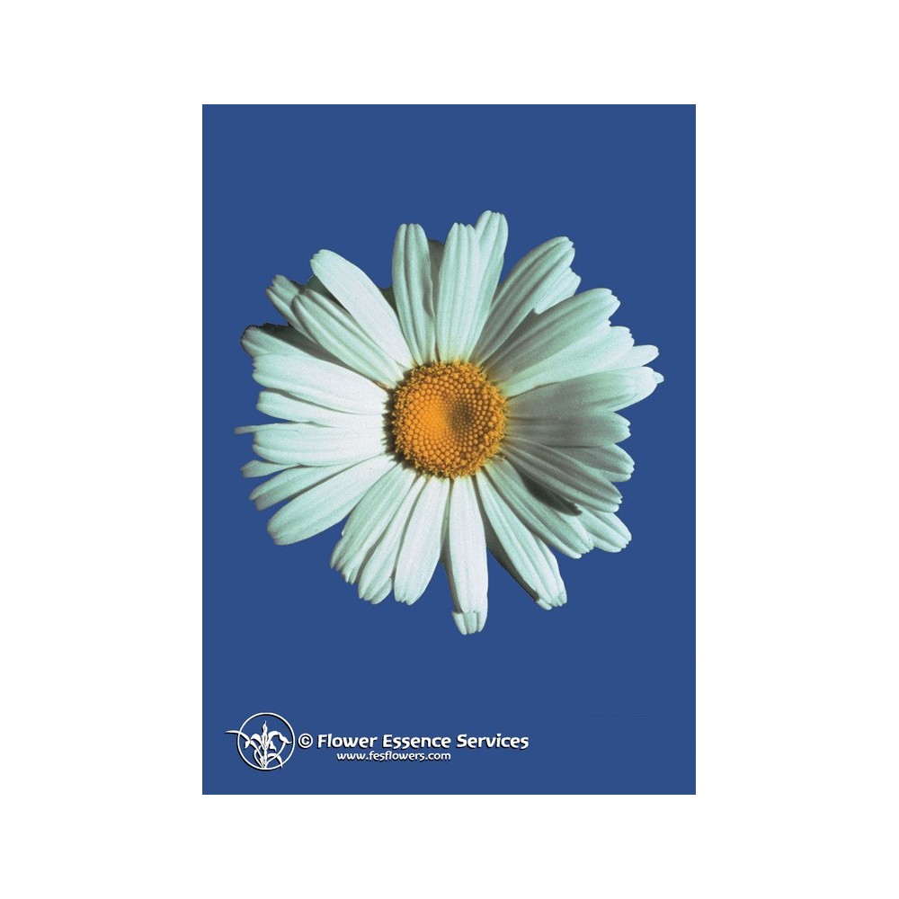 Essenza Singola Californiana FES - Shasta Daisy (Chrysanthemum maximum) 7,4 ml