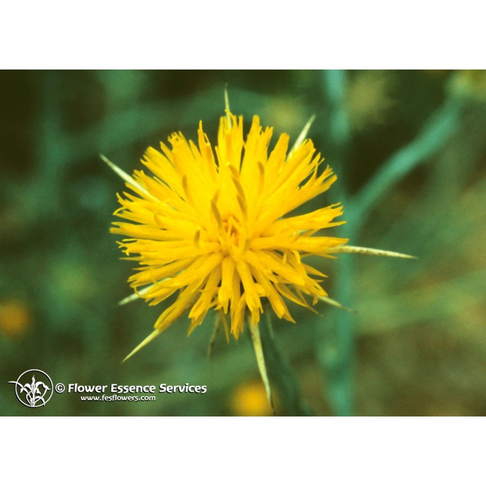 Esencia única californiana FES - Cardo estrellado (Centaurea solstitialis) 7,4 ml