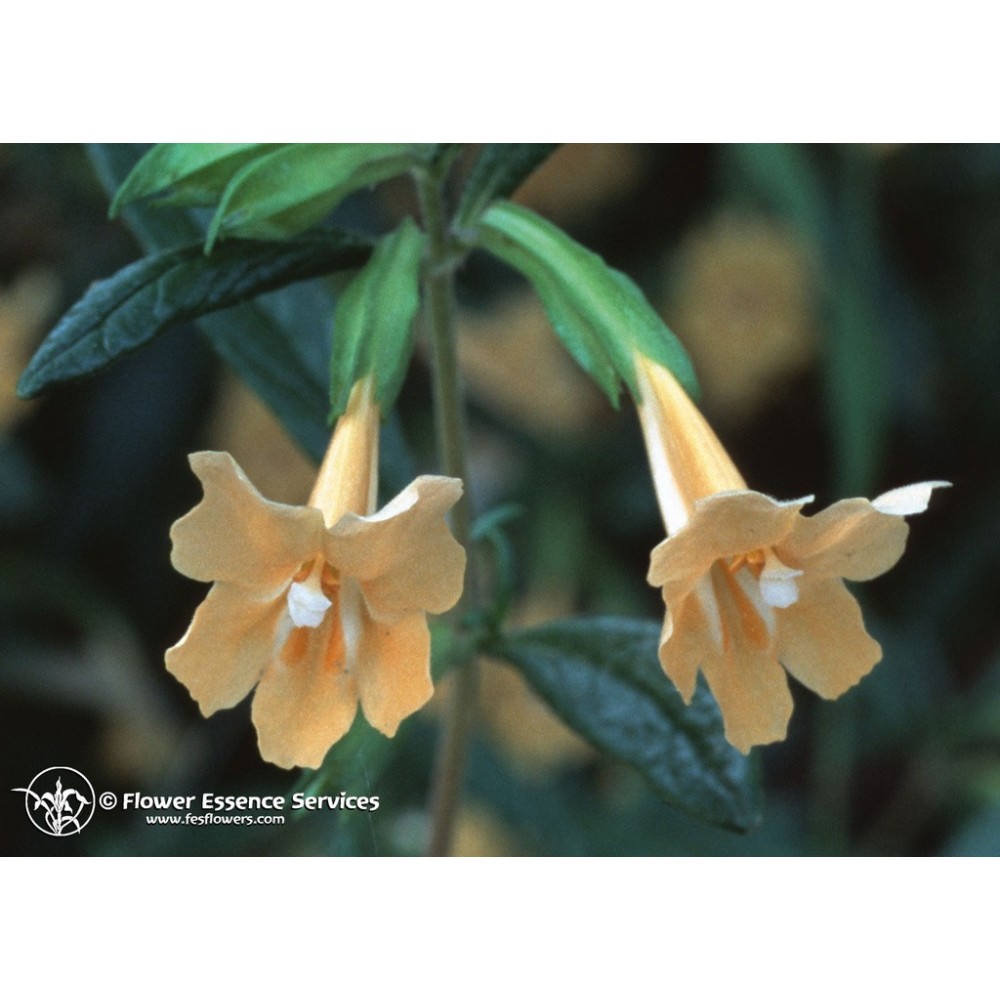 Esencia única californiana FES - Flor de mono pegajosa (Mimulus aurantiacus) 7,4 ml