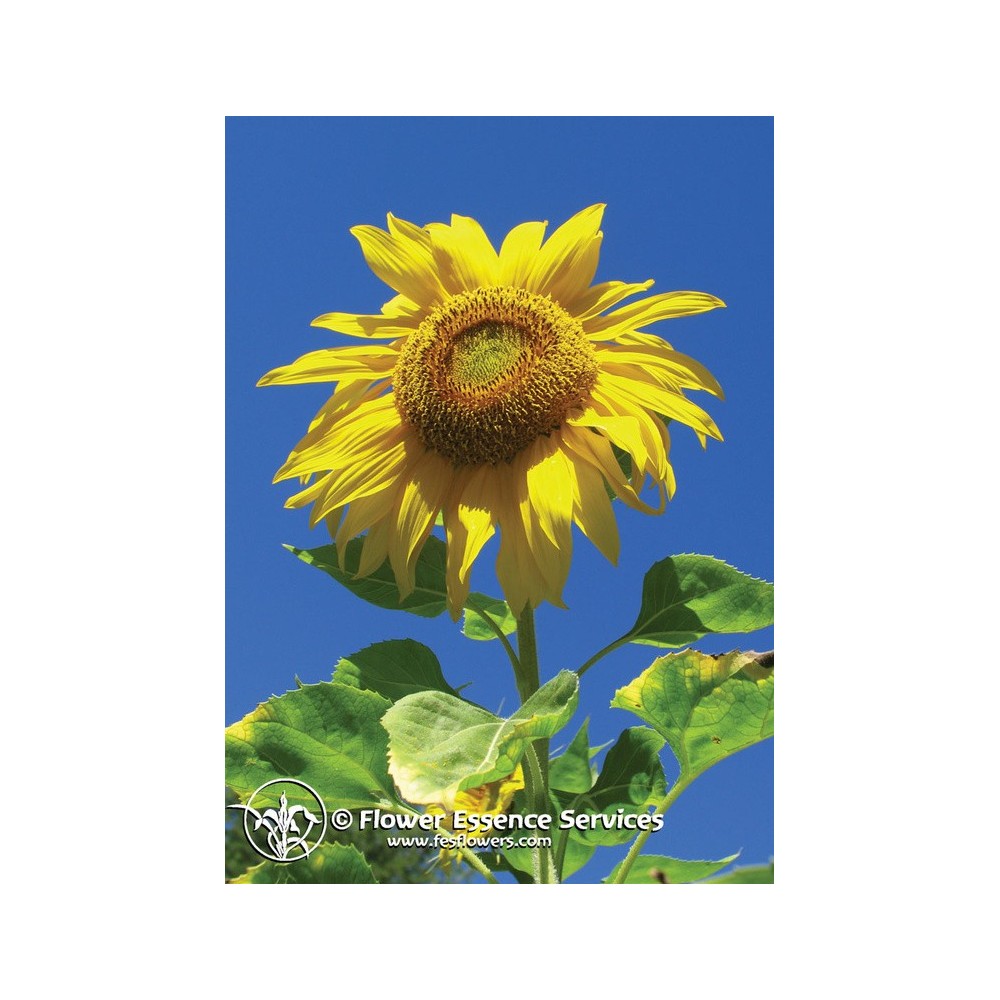 Essence unique californienne FES - Tournesol (Helianthus annuus) 7,4 ml