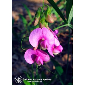 FES Californian Single Essence - Sweet Pea (Lathyrus latifolius) 7.4 ml