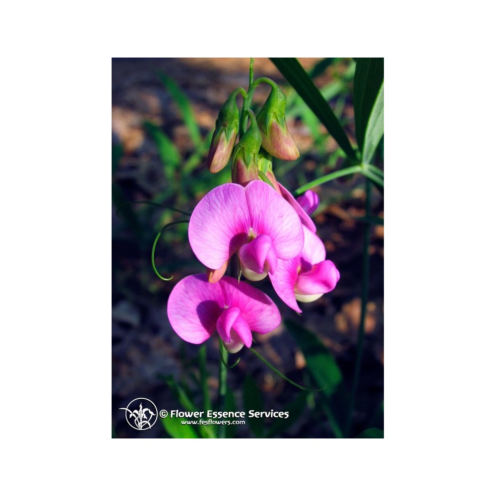 Esencia única californiana FES - Guisante de olor (Lathyrus latifolius) 7,4 ml