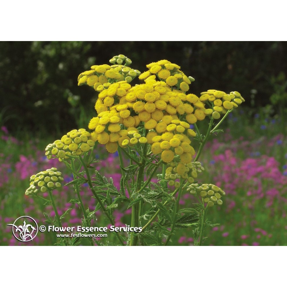 Essence Unique Californienne FES - Tanaisie (Tanacetum vulgare) 7,4 ml