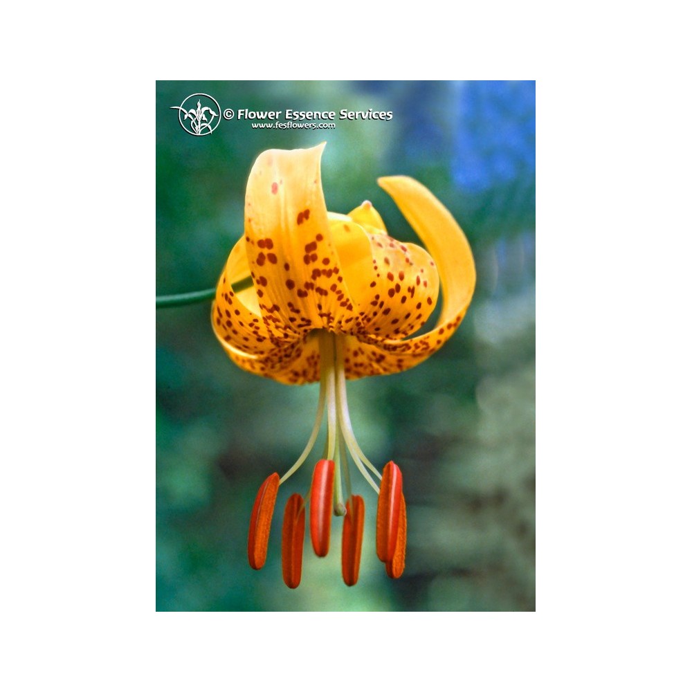 Essenza Singola Californiana FES - Tiger Lily (Lilium humboldtii) 7,4 ml