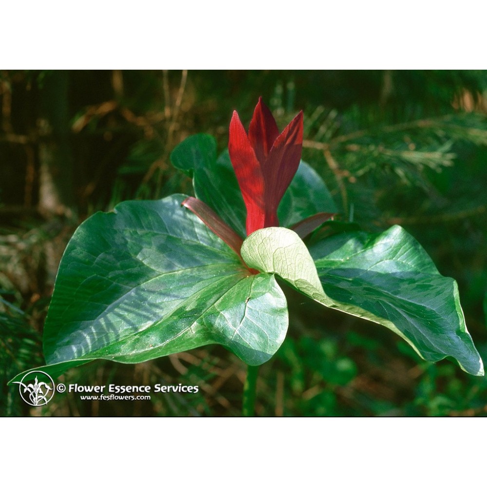 Esencia única californiana FES - Trillium (Trillium chloropetalum) 7,4 ml