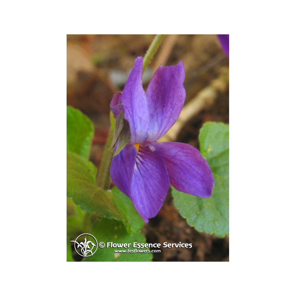 FES Californian Single Essence - Violet (Viola odorata) 7.4 ml