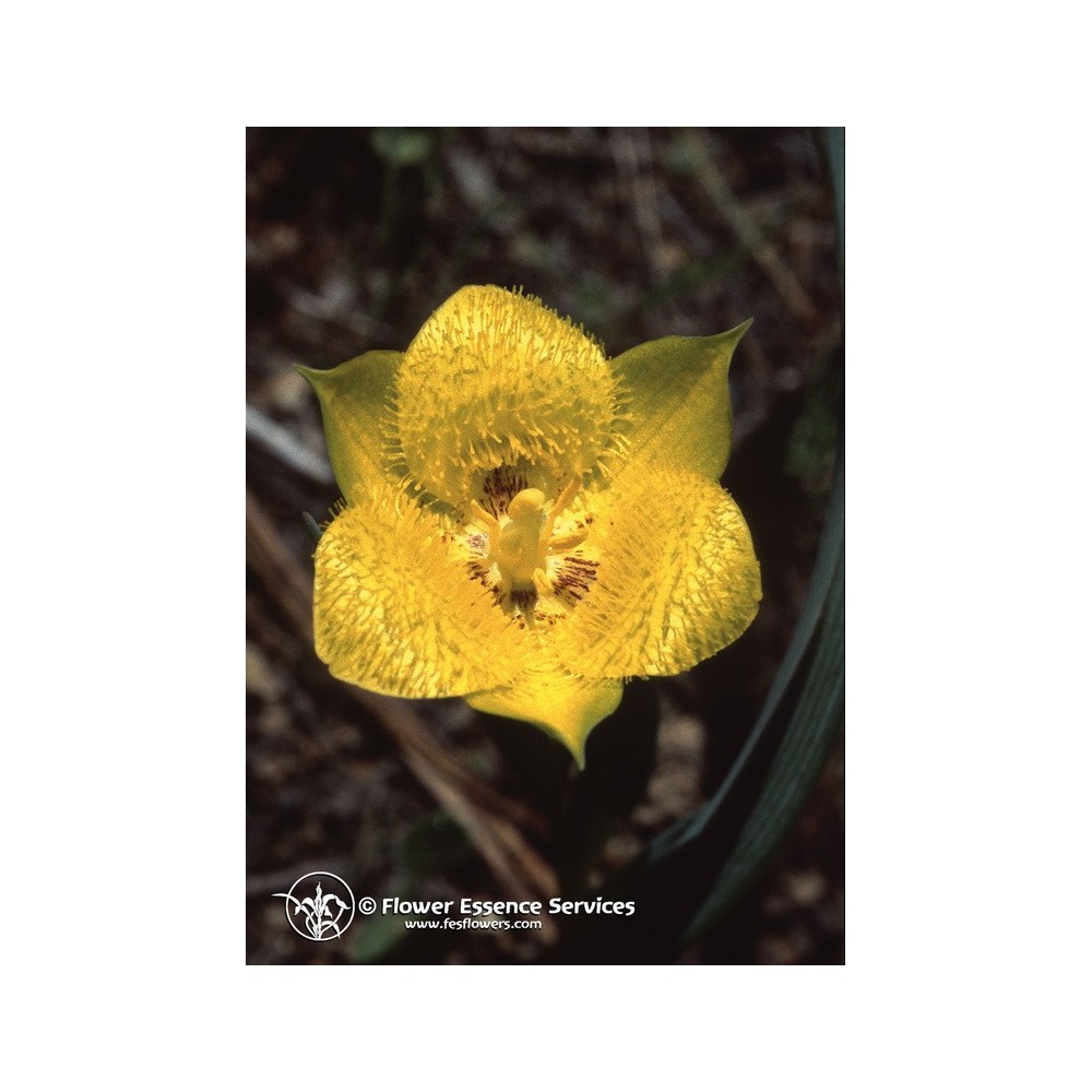 Essence unique californienne FES - Tulipe étoilée jaune (Calochortus monophyllus) 7,4 ml